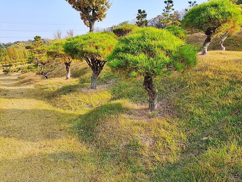 일산수목장A
