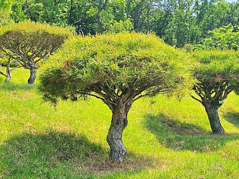 일산수목장A